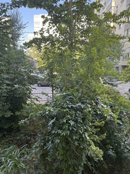 Titan, Basarbia, Arena Nationala,